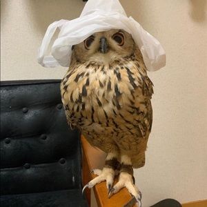 Meet your Posher, Shanah